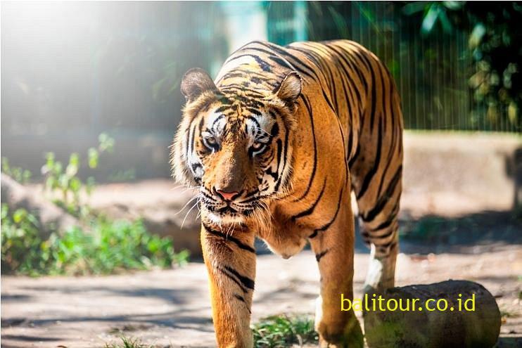 bali zoo
