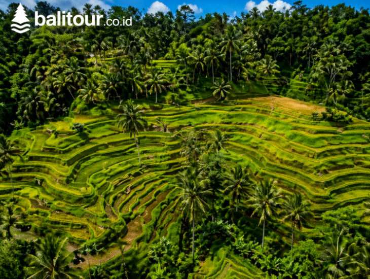 tegalang rice terrace