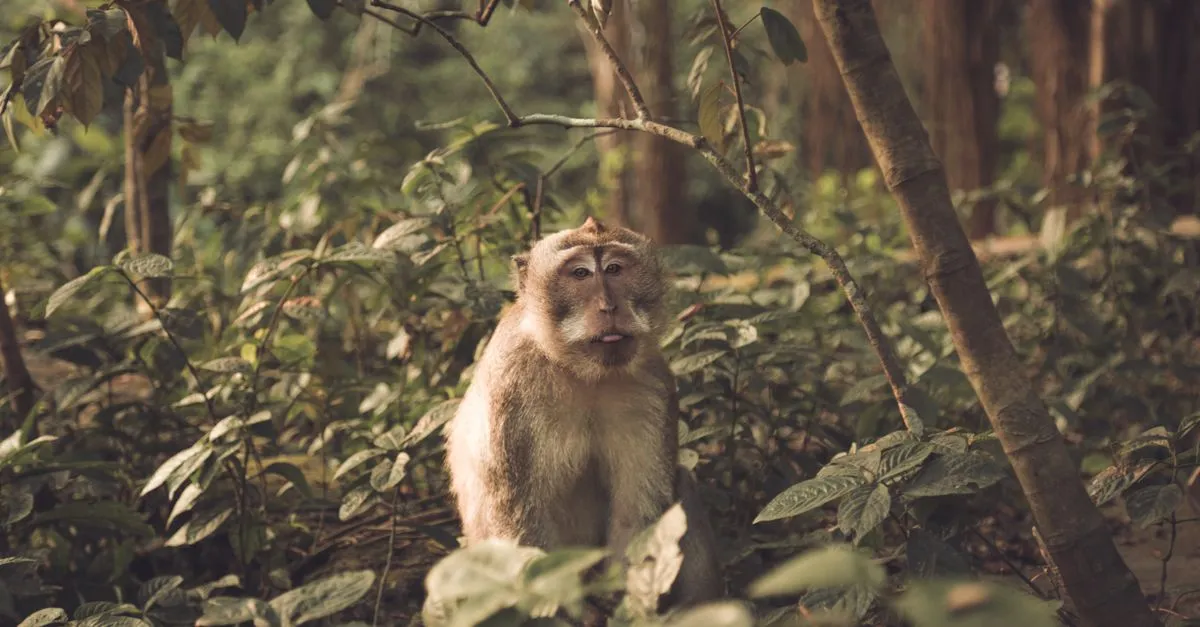 Half Day Ubud Tour